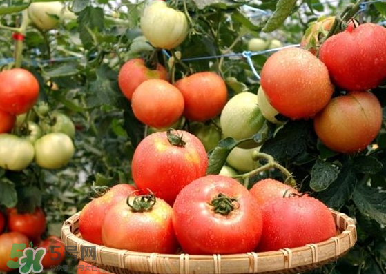 青西紅柿放紅了能吃嗎？青西紅柿放熟了能吃嗎？