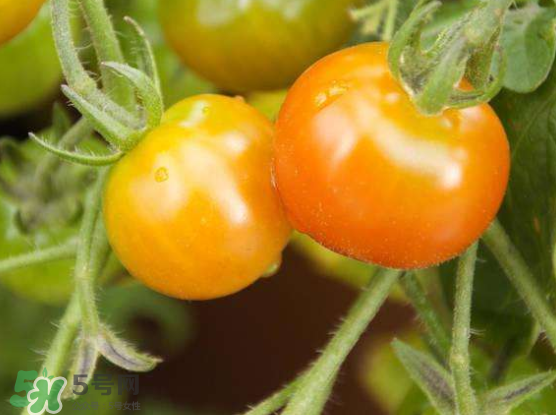 青西紅柿放紅了能吃嗎？青西紅柿放熟了能吃嗎？