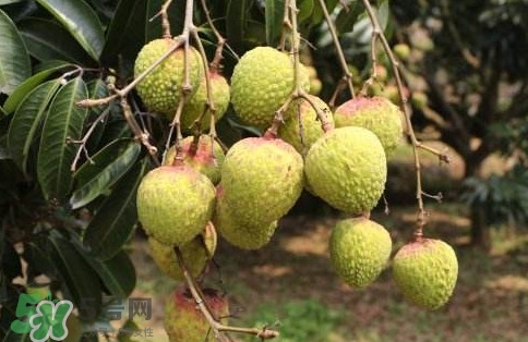 增城荔枝多少錢一斤？增城荔枝哪里的最好吃