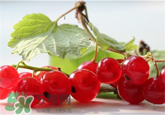 醋栗的作用 醋栗的功效 醋栗的作用 醋栗的功效