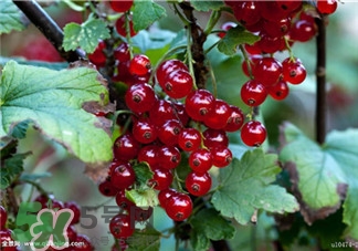 醋栗的作用 醋栗的功效 醋栗的作用 醋栗的功效