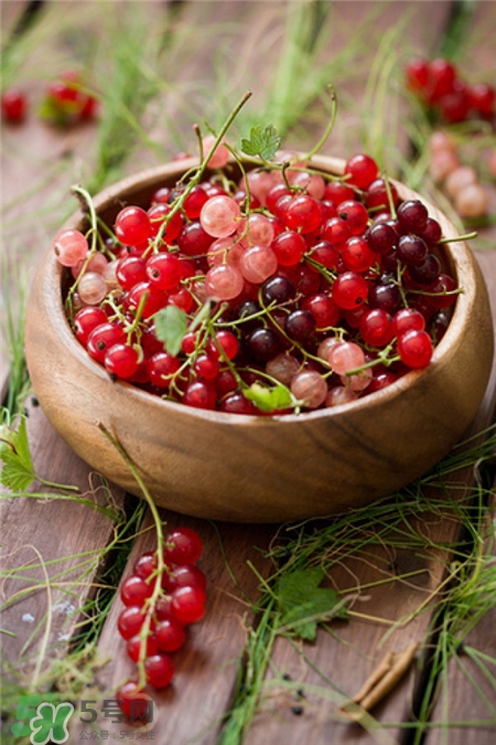 醋栗的作用 醋栗的功效 醋栗的作用 醋栗的功效