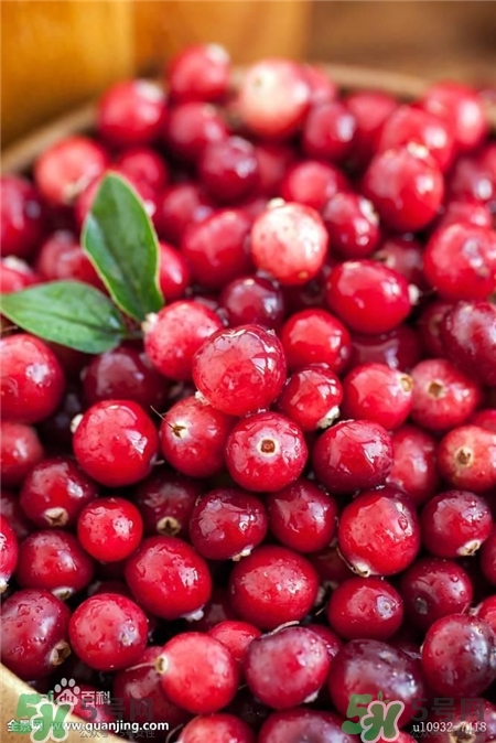 蔓越莓是什么水果?蔓越莓怎么吃? 蔓越莓是什么水果?蔓越莓怎么吃?