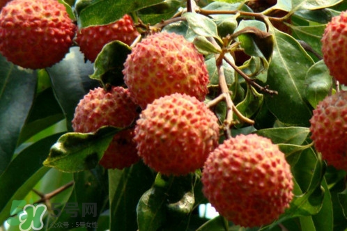 增城荔枝多少錢一斤？增城荔枝哪里的最好吃