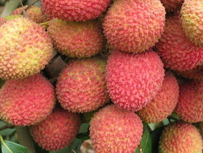 一顆掛綠荔枝樹大概產(chǎn)量多少？掛綠荔枝與妃子笑荔枝區(qū)別