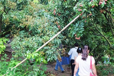 從化荔枝品種有哪些？從化哪里可以摘荔枝