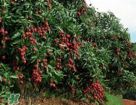 從化荔枝品種有哪些？從化哪里可以摘荔枝