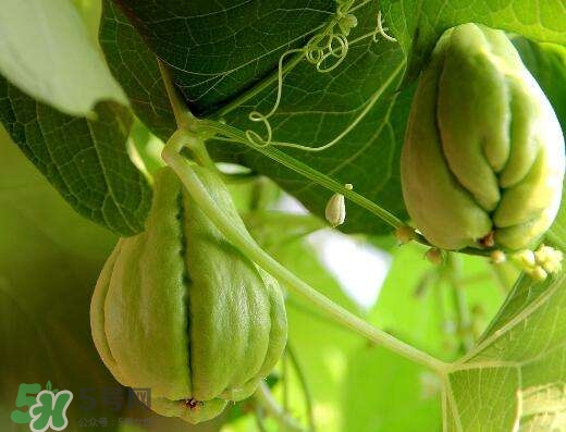 佛手瓜有沒有毒？佛手瓜吃了會致癌嗎？