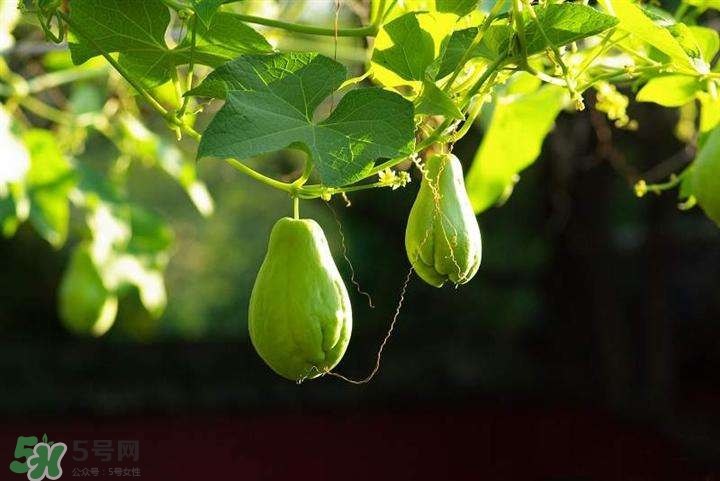 佛手瓜有沒有毒？佛手瓜吃了會致癌嗎？