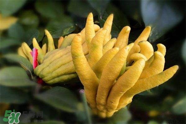 佛手與佛手瓜有什么區(qū)別？佛手與佛手鉗有什么區(qū)別