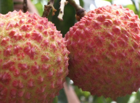 一顆掛綠荔枝樹大概產(chǎn)量多少？掛綠荔枝與妃子笑荔枝區(qū)別