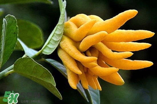 佛手與佛手瓜有什么區(qū)別？佛手與佛手鉗有什么區(qū)別