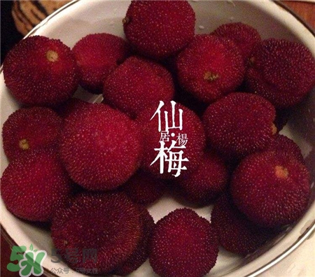 仙居楊梅好還是余姚楊梅好?仙居楊梅好吃嗎? 仙居楊梅好還是余姚楊梅好?仙居楊梅好吃嗎?