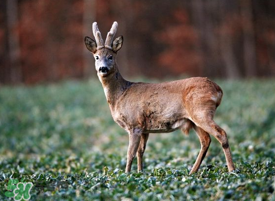 夏天可以吃鹿茸嗎？夏天吃鹿茸會怎么樣？