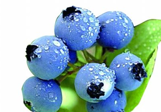 藍(lán)莓和楊梅能一起吃嗎？藍(lán)莓和楊梅可以一起泡酒嗎？