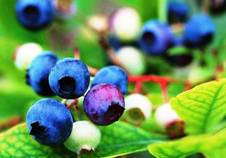 藍(lán)莓是酸的還是甜的？藍(lán)莓是甜的還是酸的？