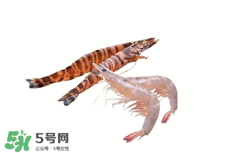 竹節(jié)蝦多少錢一斤？2017竹節(jié)蝦價格