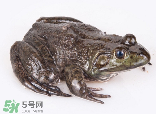 牛蛙多少錢(qián)一斤？2017牛蛙價(jià)格