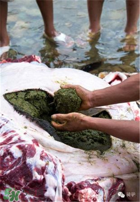 牛糞火鍋是什么?牛糞火鍋好吃嗎? 牛糞火鍋是什么?牛糞火鍋好吃嗎?