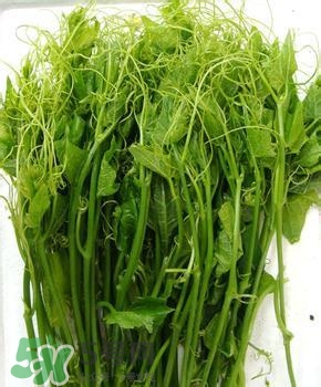 龍須菜有幾種？龍須菜多少錢一斤？