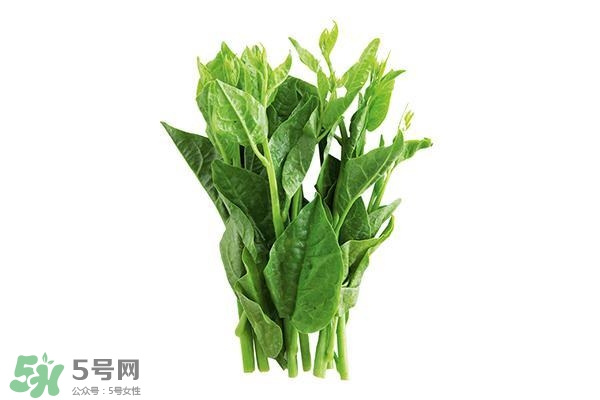 龍須菜有幾種？龍須菜多少錢一斤？