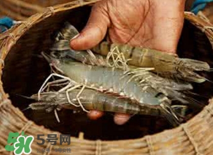 竹節(jié)蝦多少錢一斤？2017竹節(jié)蝦價格