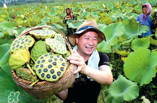 蓮蓬不能和什么同吃？蓮蓬和什么相克？