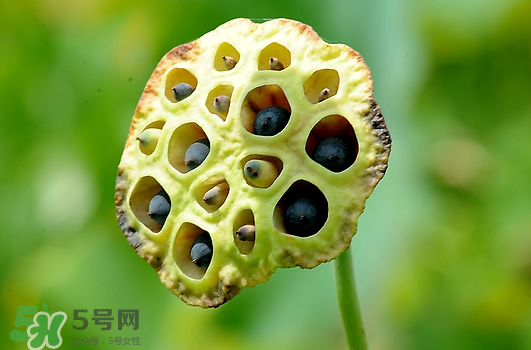 蓮蓬不能和什么同吃？蓮蓬和什么相克？