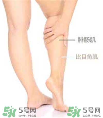 小腿肌肉怎么長的?小腿肌肉怎么減? 小腿肌肉怎么長的?小腿肌肉怎么減?