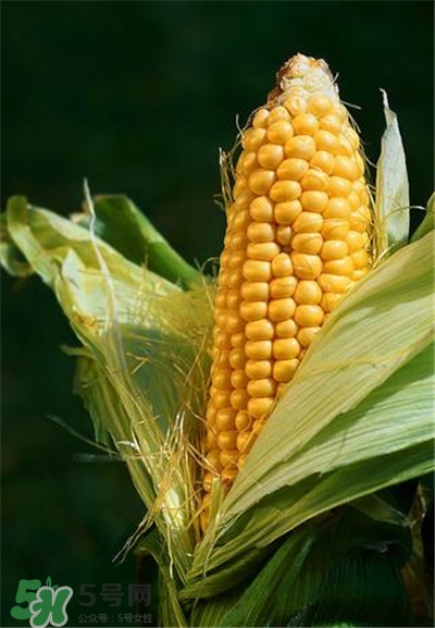 玉米穗的功效 玉米穗的作用 玉米穗的功效 玉米穗的作用