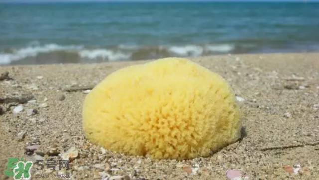 Rosenfeld海綿好用嗎？Rosenfeld海綿怎么樣？