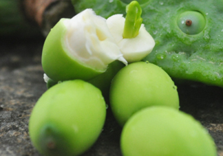 蓮蓬子怎么吃？蓮蓬子可以生吃嗎？