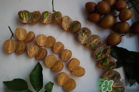 黃皮果核能治療什么??？黃皮核的功效與作用