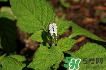 大尾搖是什么?大尾搖草藥多少錢一斤? 大尾搖是什么?大尾搖草藥多少錢一斤?