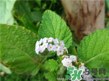 大尾搖是什么?大尾搖草藥多少錢一斤? 大尾搖是什么?大尾搖草藥多少錢一斤?