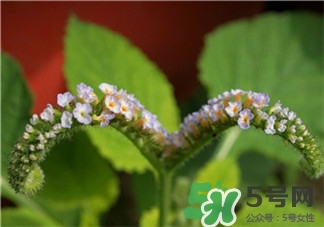 大尾搖是什么?大尾搖草藥多少錢一斤? 大尾搖是什么?大尾搖草藥多少錢一斤?