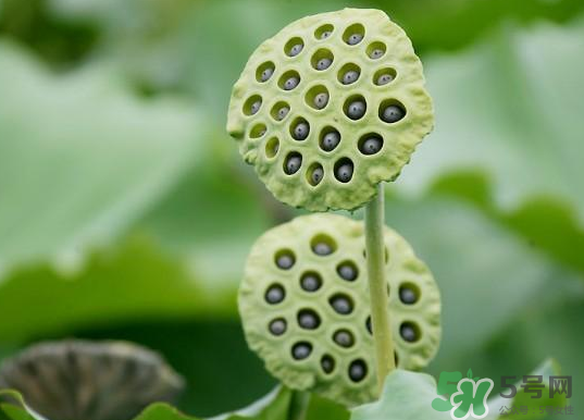 蓮蓬煮雞蛋有什么作用？蓮蓬煮雞蛋的做法