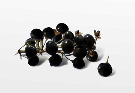 黑枸杞什么時(shí)候成熟？黑枸杞什么時(shí)候采摘