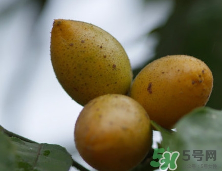 黃皮干多少錢一斤？川貝黃皮干有什么功效