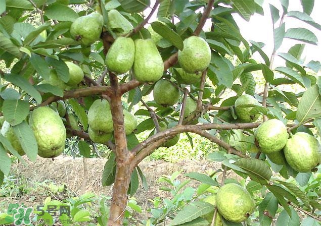 番石榴怎么選好吃？番石榴怎么判斷熟了？