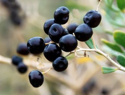 黑枸杞什么時(shí)候成熟？黑枸杞什么時(shí)候采摘