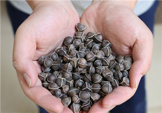 辣木籽的調(diào)選 辣木籽的特點(diǎn)