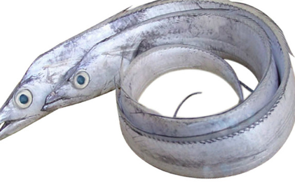 鰻魚(yú)是帶魚(yú)嗎？鰻魚(yú)和帶魚(yú)有什么區(qū)別