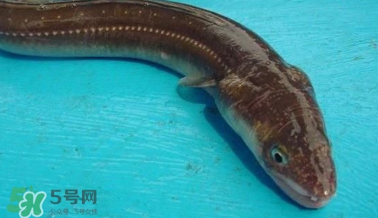 鰻魚(yú)多少錢(qián)一斤？野生鰻魚(yú)多少錢(qián)一斤