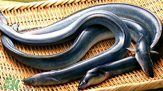 鰻魚有刺嗎？鰻魚有鱗嗎？