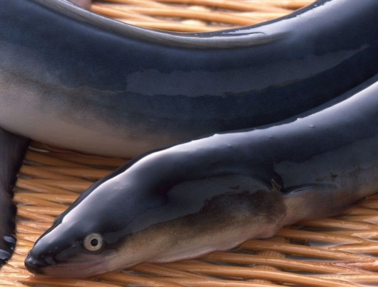 鰻魚(yú)是帶魚(yú)嗎？鰻魚(yú)和帶魚(yú)有什么區(qū)別