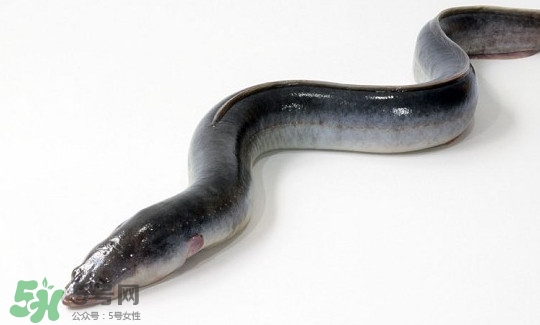 鰻魚(yú)多少錢(qián)一斤？野生鰻魚(yú)多少錢(qián)一斤