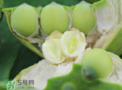 蓮蓬可以泡水喝嗎？蓮蓬泡水的功效與作用