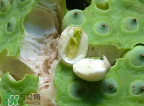 蓮蓬可以泡水喝嗎？蓮蓬泡水的功效與作用