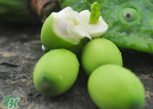 蓮蓬是水果嗎？蓮蓬是水果還是蔬菜？